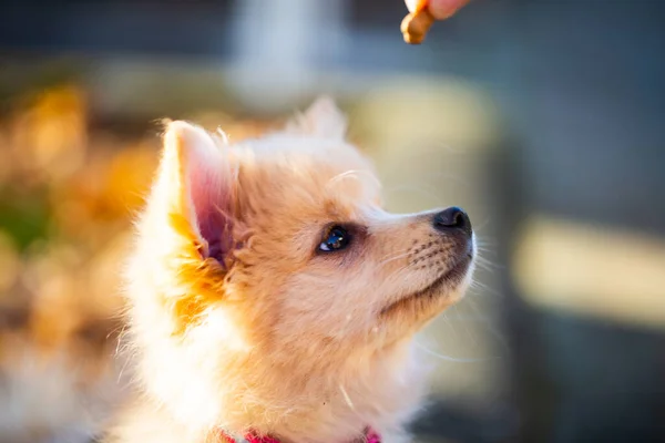 Pomeranian Puppy Foliage Sweet Dog — Stock Photo, Image