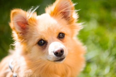 Pomeranya 'lı güzel bir köpeğin portresi.