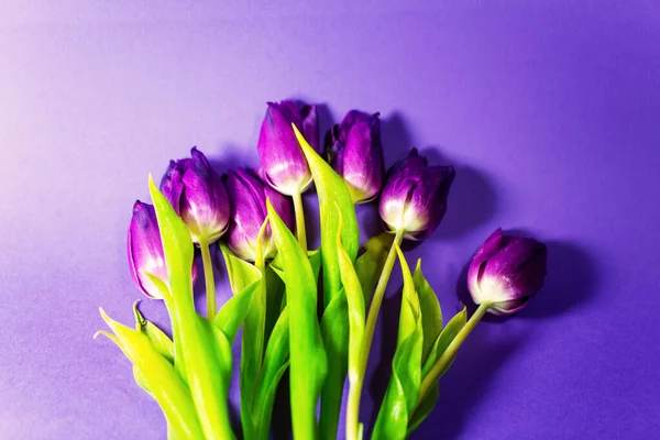 purple tulips on purple background, springtime, background