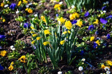 Bahçedeki nergis çiçeği.