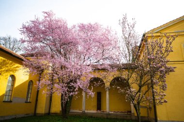 Süslü kiraz ağacının güzel çiçekleri, süs kirazının dalı.