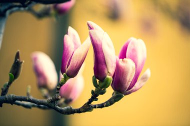 Manolyalar Nisan 'da açar, yükselen manolyalar