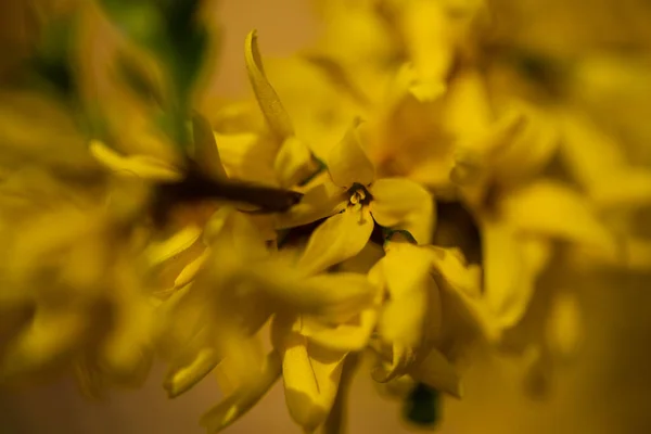 Kvetoucí Laburnum Dubnu — Stock fotografie