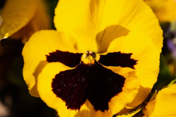 園芸で黄色い角のついた花を咲かせます — ストック写真