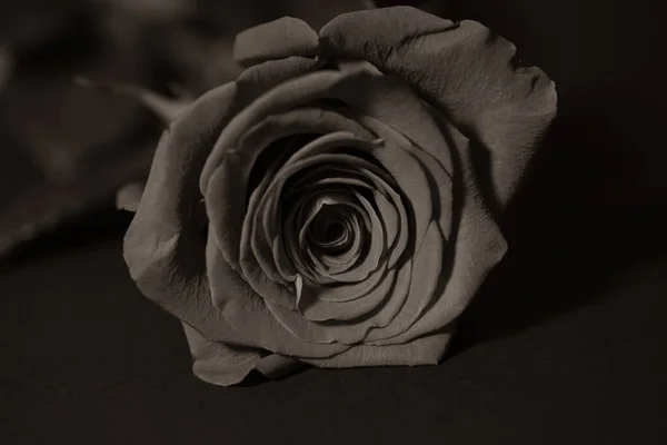 Rose in black,candles,  white, obituary notice, sad occasion