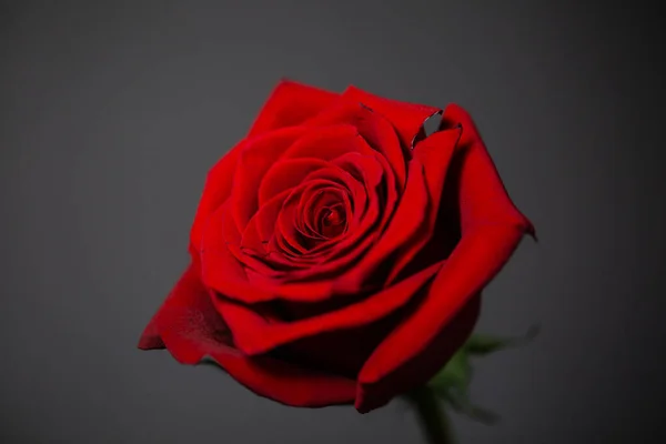 Red Rose Gray Background Single Rose — Stock Photo, Image