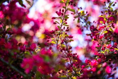 Westpark, Münih 'te çiçek açan ağaçlar