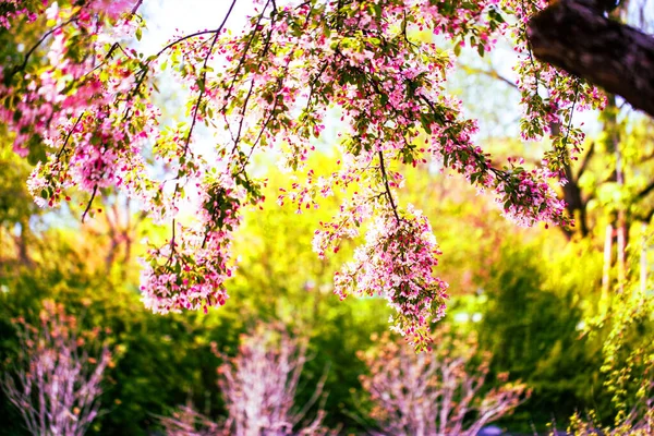 Blühende Bäume Und Blumen Westpark München — Stockfoto