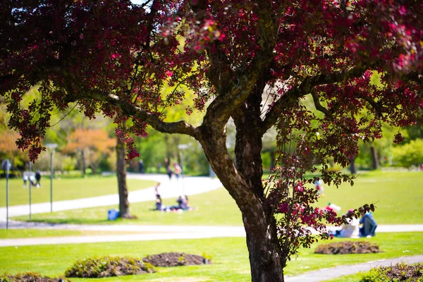 Westpark Primavera Munique Céu Azul — Fotografia de Stock