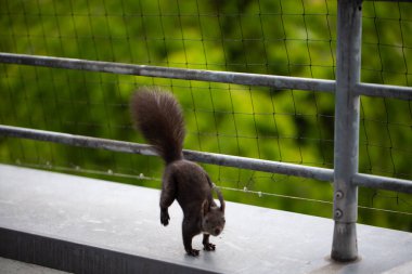 Balkondaki sincap delirir.