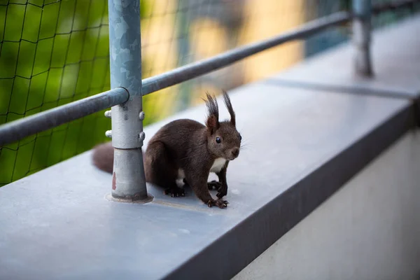 Scoiattolo Sul Balcone Ottiene Noci — Foto Stock