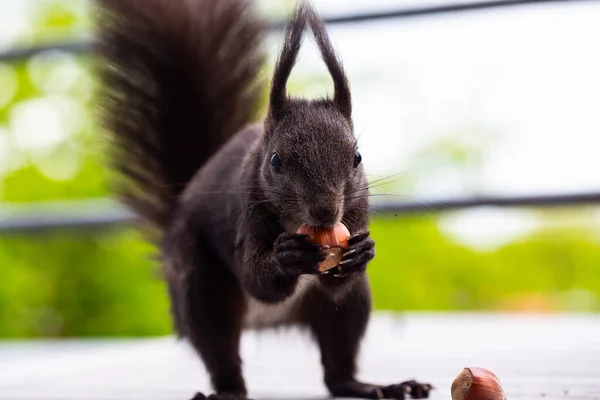 Squirrel Balcony Gets Nuts — Stock Photo, Image