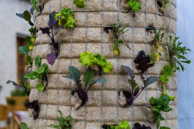 Genç marul bitkileri, çeşitli marul bitkileri, doğa, yiyecek.