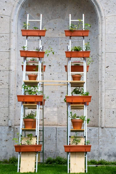 Flower Boxes Ladder — Stock Photo, Image