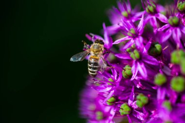 Süslü soğanlı arı, yaz.