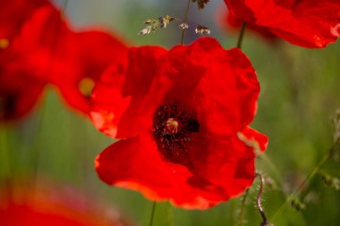 Poppy, Papaver rhoeas, düğün çiçeği (Ranunculales) tarlada