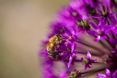 Arılı Zierlauch (Allium)