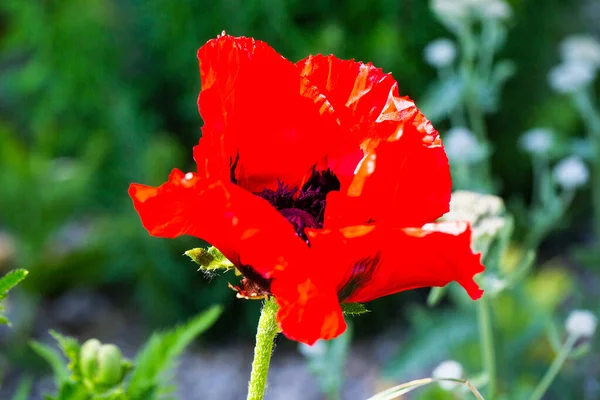 Poppy Papaver Rhoeas Buttercups Ranunculales Campo — Fotografia de Stock