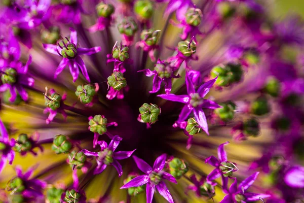 Cebolla Ornamental Macro Toma Una Cebolla Ornamental — Foto de Stock