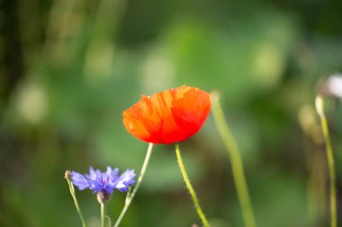 Poppy, Papaver rhoeas, düğün çiçeği (Ranunculales) tarlada