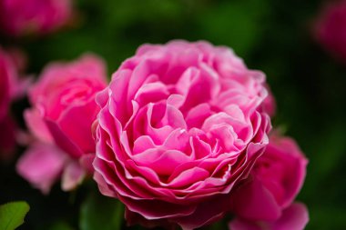 Borstei 'de yeşil bir yol, güllerle