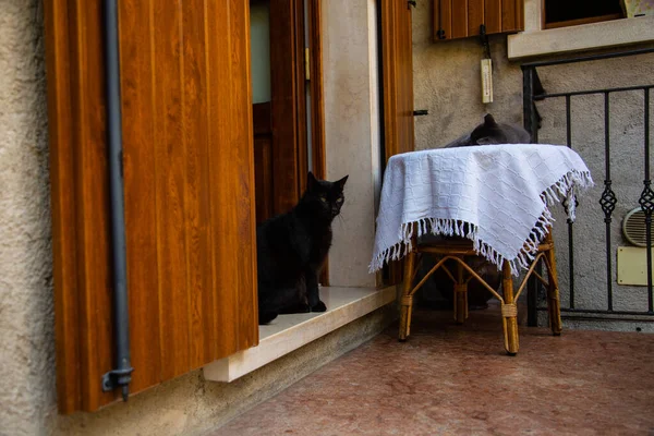 Schwarze Katze Vor Der Tür Und Auf Dem Tisch — Stockfoto