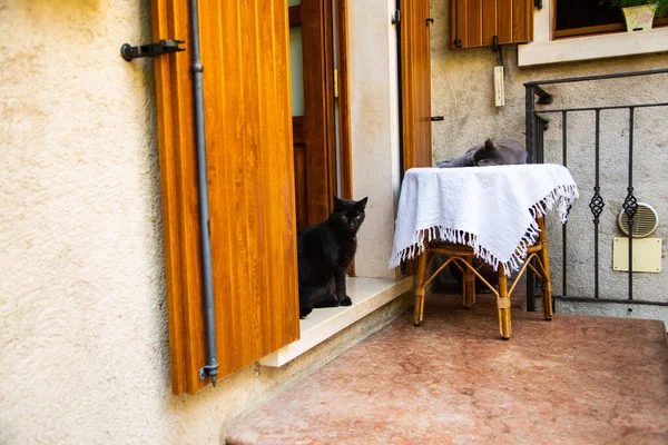 Schwarze Katze Vor Der Tür Und Auf Dem Tisch — Stockfoto