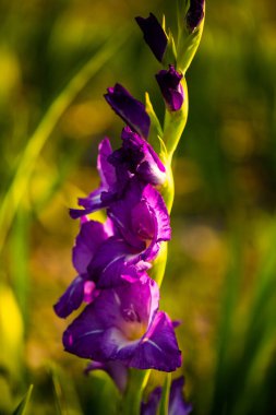 Lila Gladioli sahada kendini seçmek için
