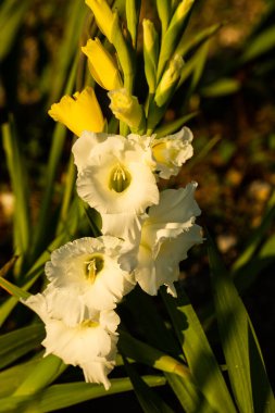 Beyaz gladioli sahada kendini seçiyor.