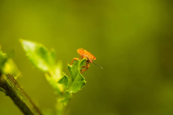 Carpocoris Pudicus Smradlavý Brouk Terénu — Stock fotografie