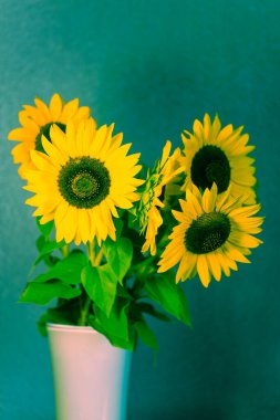 yeşil arkaplanda ayçiçeği