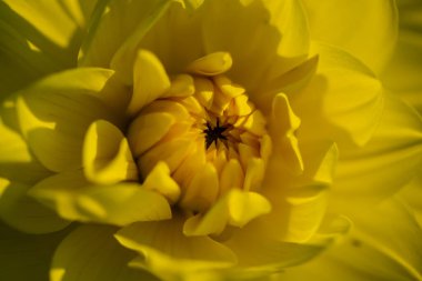 Yıldız çiçeği, sarı yıldız çiçeği.