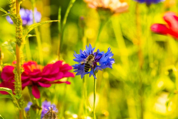 Bleuets Parmi Autres Fleurs Sauvages Prairie Abeilles Prairie Fleurs — Photo