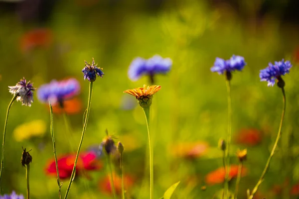 Korenbloem Natuur Bloem Flora Tuin Bloesem Zomer Achtergrond Schoonheid Kornblum — Stockfoto