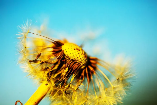 Mniszek Lekarski Błękitnym Niebem Lato Kwiaty Natura — Zdjęcie stockowe