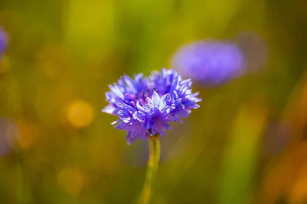 Korenbloem Wei Bloemen Bloemen — Stockfoto