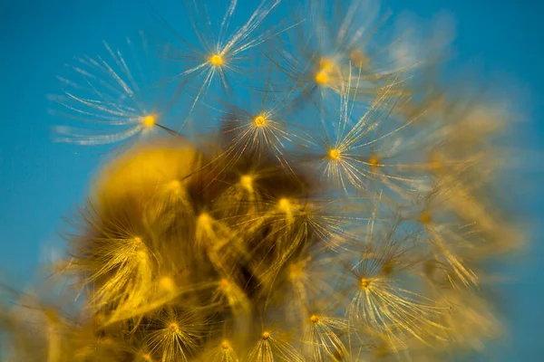 Löwenzahn Mit Blauem Himmel Jahreszeit — Stockfoto