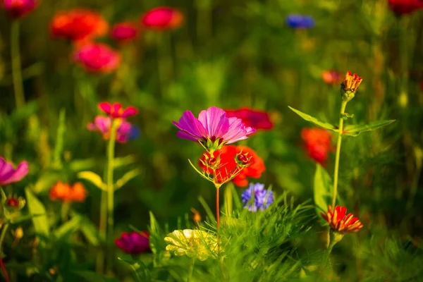 Fleur Sauvage Rouge Sur Prairie Macro — Photo