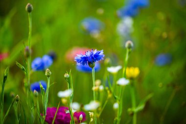cornflower in the meadow, floral , flower clipart