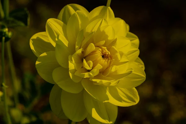 Makro Záběr Dahlie Žlutá Dahlia — Stock fotografie