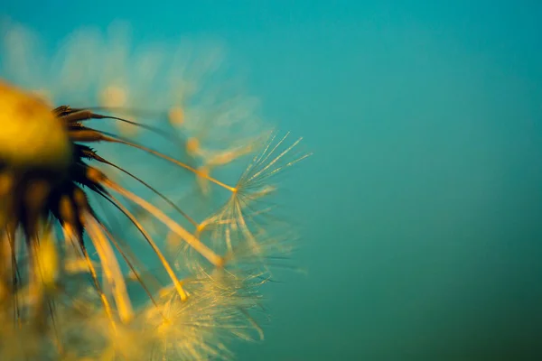 Dente Leão Com Céu Azul Verão Floral — Fotografia de Stock