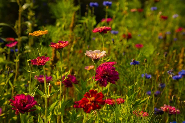 Flores Silvestres Prado Verano Jardinería Abeja — Foto de Stock