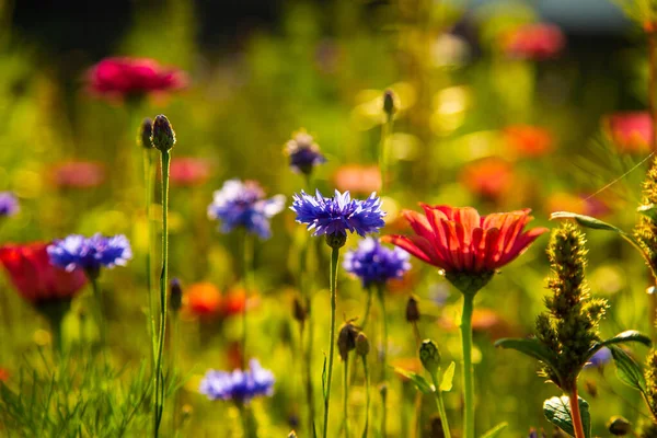 Fleurs Sauvages Sur Prairie Été Jardinage Abeille — Photo