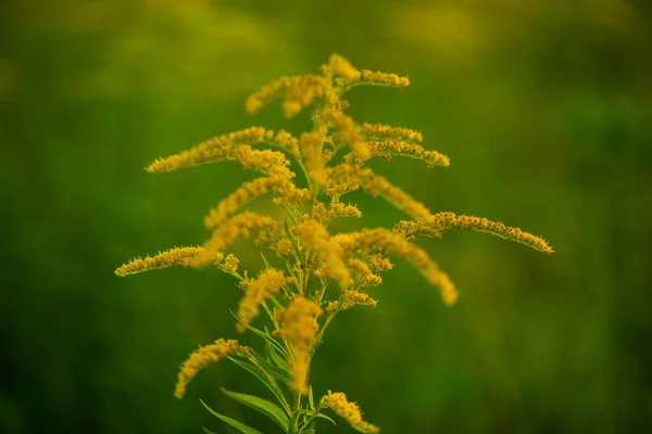 Giant Goldenrod Sunset — Stock Photo, Image