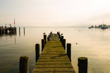 Martılar Ammersee 'deki iniş sahnesinde, sabah havasında.