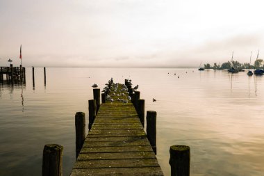 Martılar Ammersee 'deki iniş sahnesinde, sabah havasında.