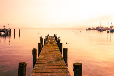Martılar Ammersee 'deki iniş sahnesinde, sabah havasında.