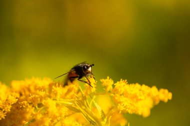 Yaban çiçeğinin üzerindeki bir sineğin makro görüntüleri