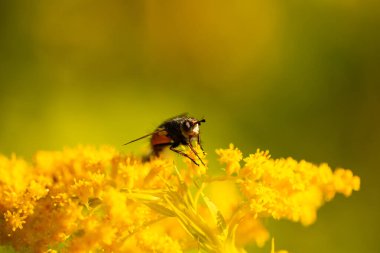 Yaban çiçeğinin üzerindeki bir sineğin makro görüntüleri