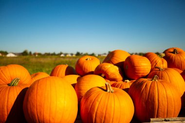 Sahada balkabağı, Cadılar Bayramı balkabağı, hindistan cevizi kabağı